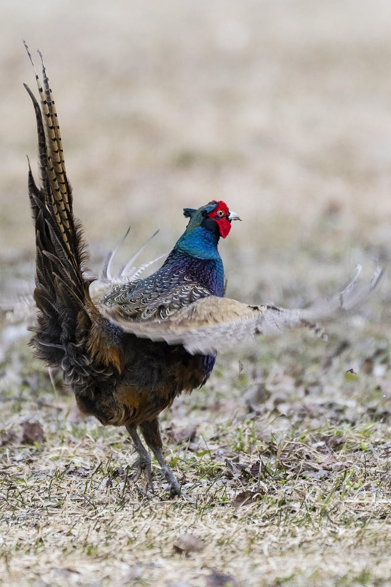 Whimsical Territories